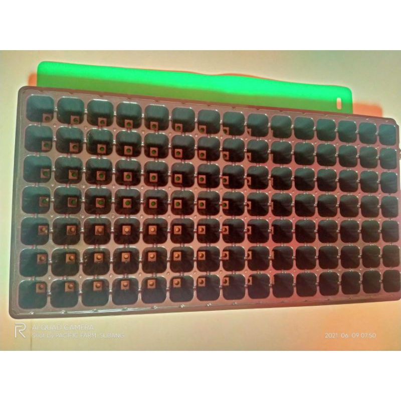 tray semai 105 lubang