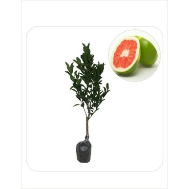 BIBIT TANAMAN BUAH JERUK BALI MERAH