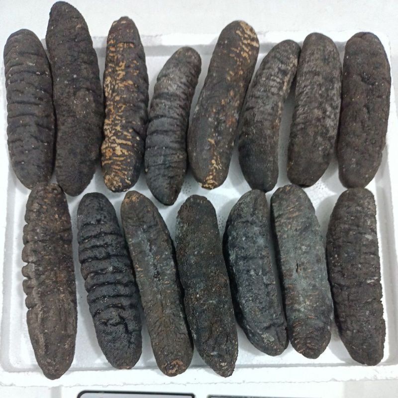 

haisom hoisem teripang isi 30pcs/kg