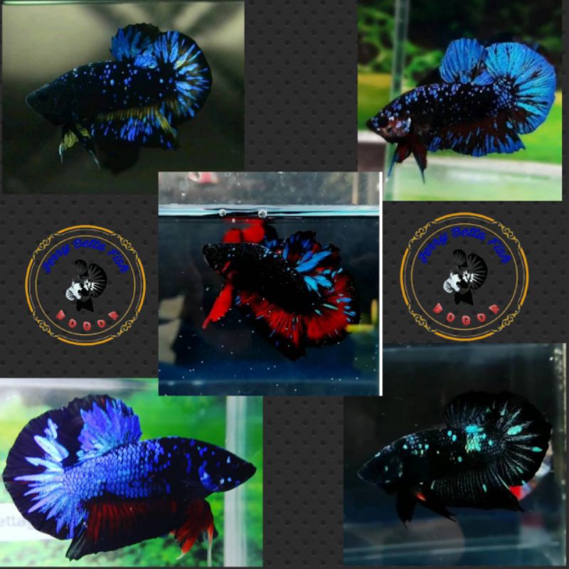 ikan hias-cupang Avatar Gordon jantan-size dewasa-harga per 1 ekor-hiasan aquarium
