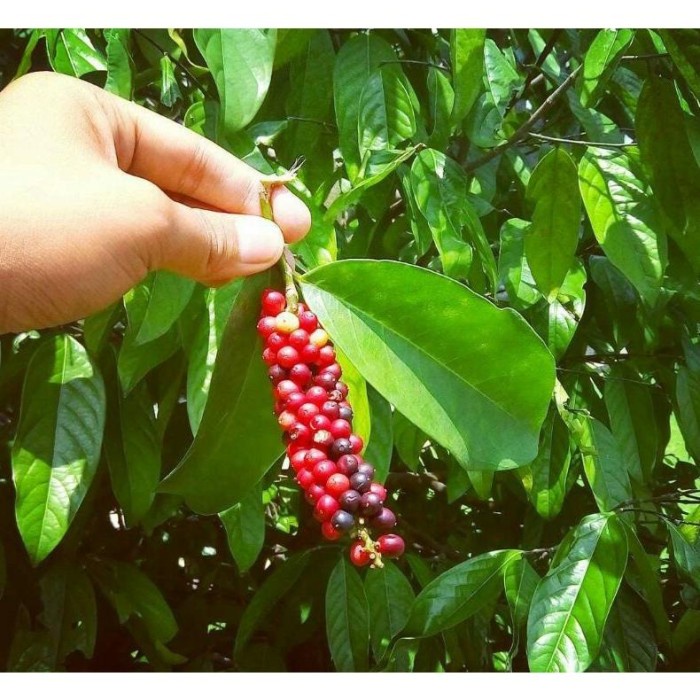 TERPERCAYAA Bibit Tanaman Buah Buni / Wuni / Bignay Fruit - Buah Langka Penangkal YEES