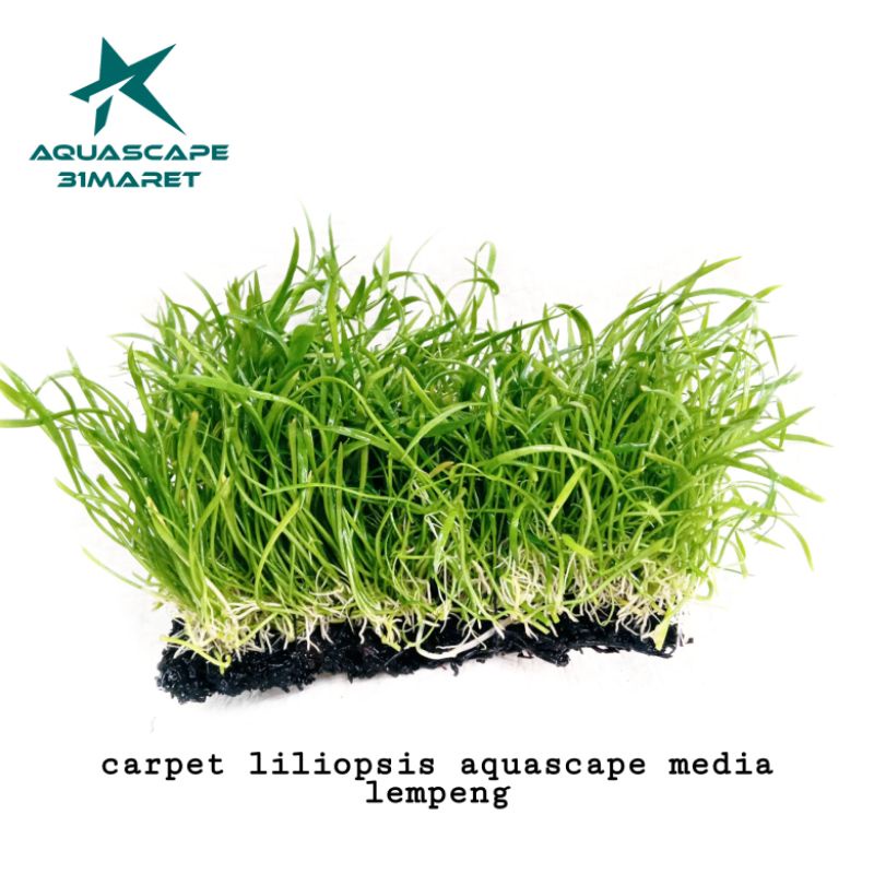 liliopsis tanaman karpet Aquascape hiasan aquarium media lempeng