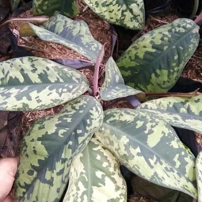 tanaman hias aglonema karet