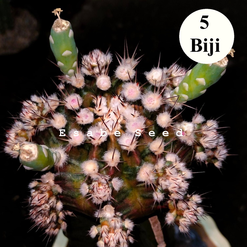 Benih Biji Bibit Kaktus Gymno Son Of Sepia Cactus Import