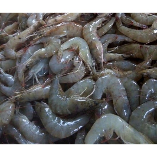 

Udang Vaname Frozen (Size 70-80) (Masokan)