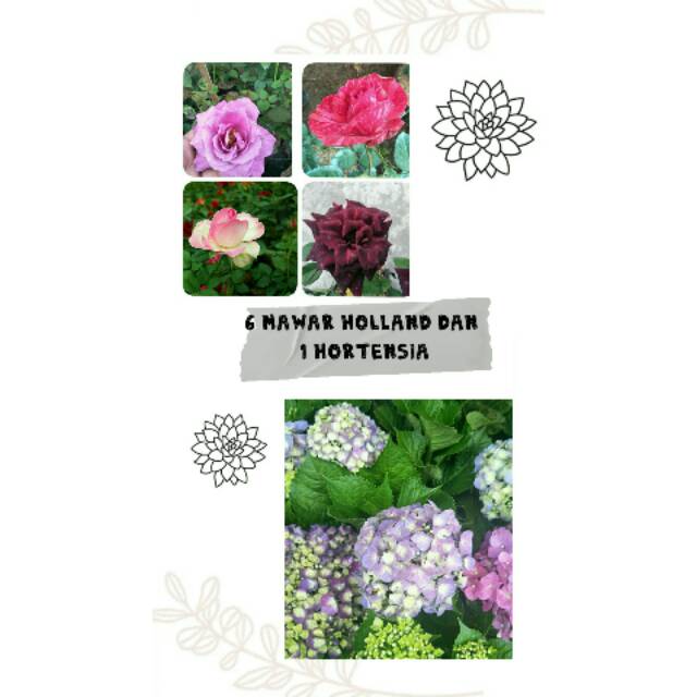 6 Mawar Holland 1 Hortensia