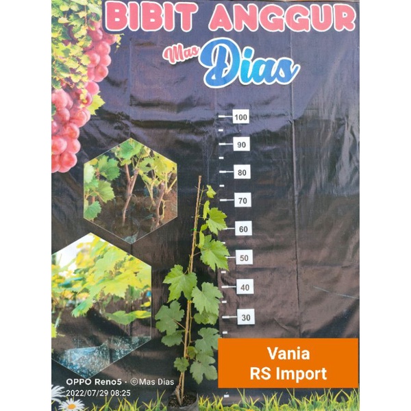 Bibit Anggur Livia Grafting Rootstock Import Valid