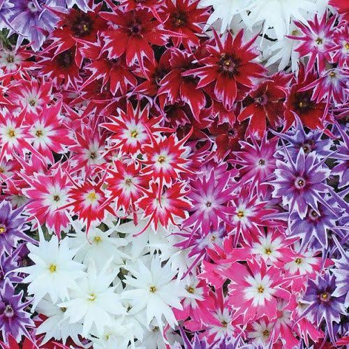 Benih Bibit Biji - Bunga Phlox Cuspidata Twinkle Mixed Flower Seeds - IMPORT