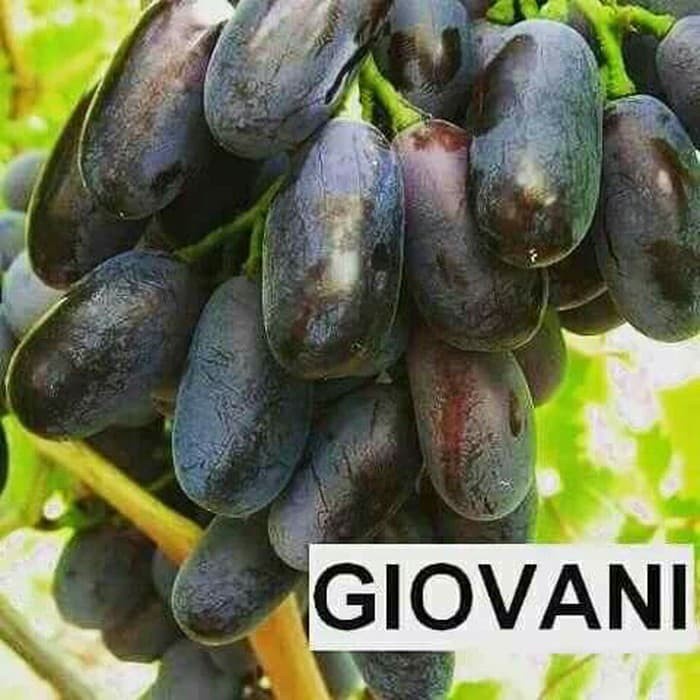 Bibit anggur import giovani Grafting