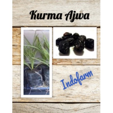 Tanaman Bibit Buah Kurma Ajwa