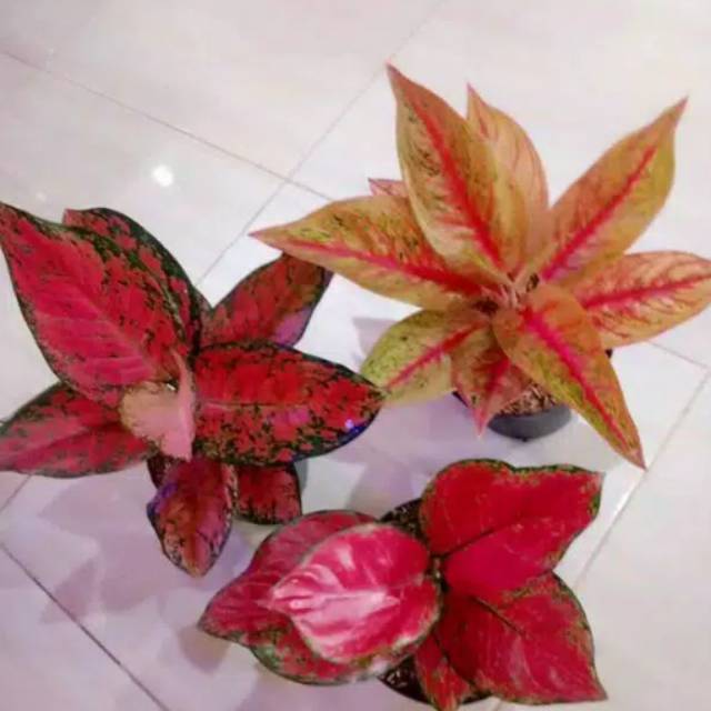 Paket 3 Jenis Aglonema IMPORT Red Legacy Big Apple Red Paket 3 Jenis Aglonema IMPORT Red Legacy Big Apple Red