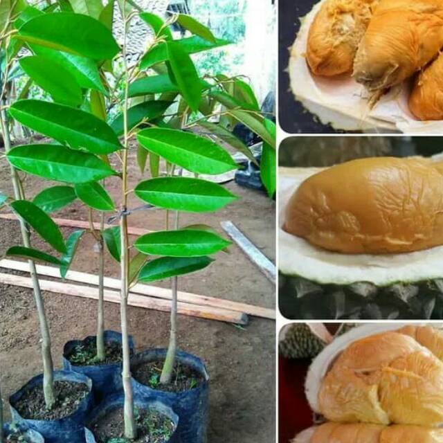 Bibit durian Duri hitam/oche  asli