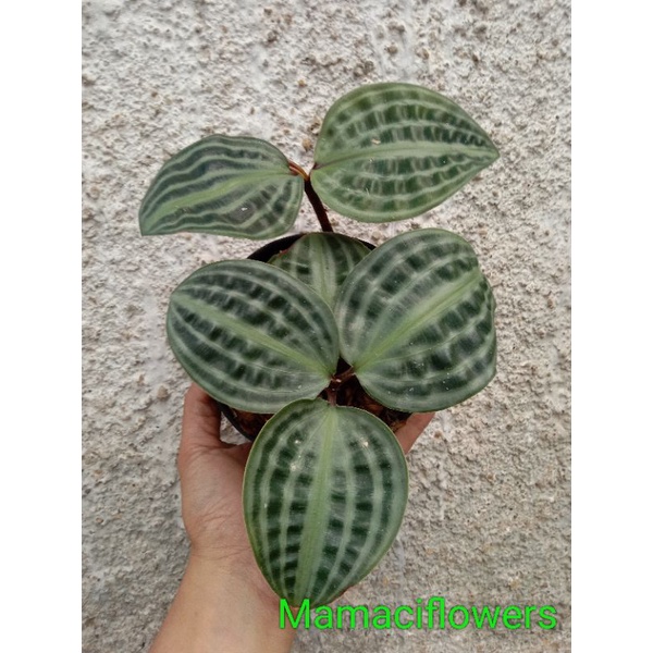 tanaman hias pacing kura kura