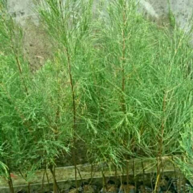 Bibit pohon cemara udang