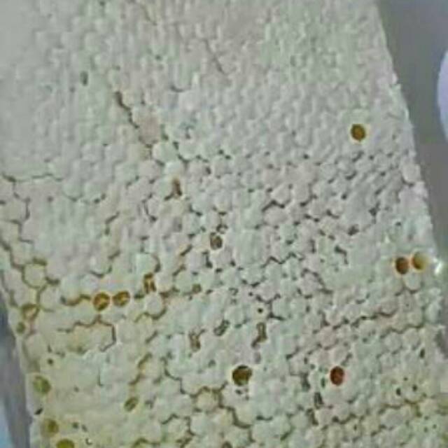 

Madu sarang murni