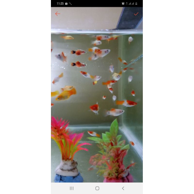 Ikan Koki Manfish Black Gold Lemon Mas Blue Electrik Molly