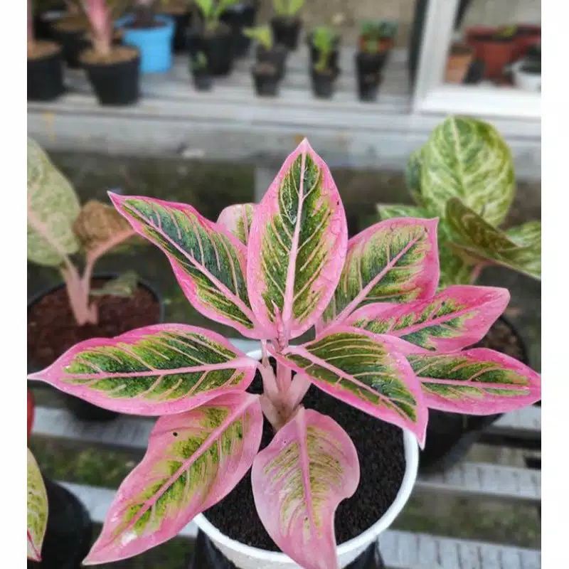 bonggol aglonema lotus delighat