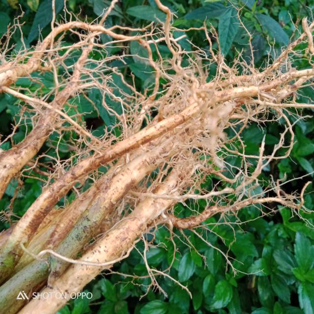 

Akar sidagori murah(100gram)