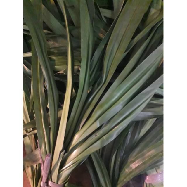 

Daun Pandan 1 ikat
