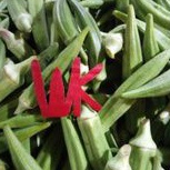 

Okra Sayur Okra