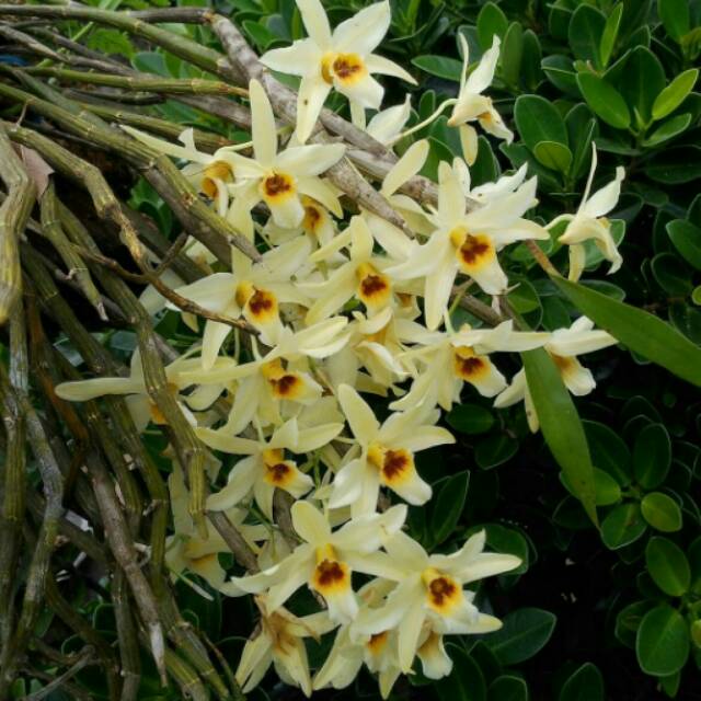 Dendrobium heterocarpum Shopee Indonesia Dendrobium heterocarpum Shopee Indonesia