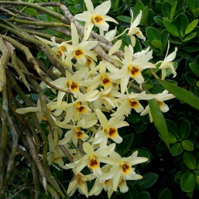  Dendrobium heterocarpum  Shopee Indonesia