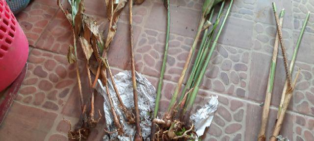 Bibit Kapulaga Hibrida Super Jumbo Kwalitas 1