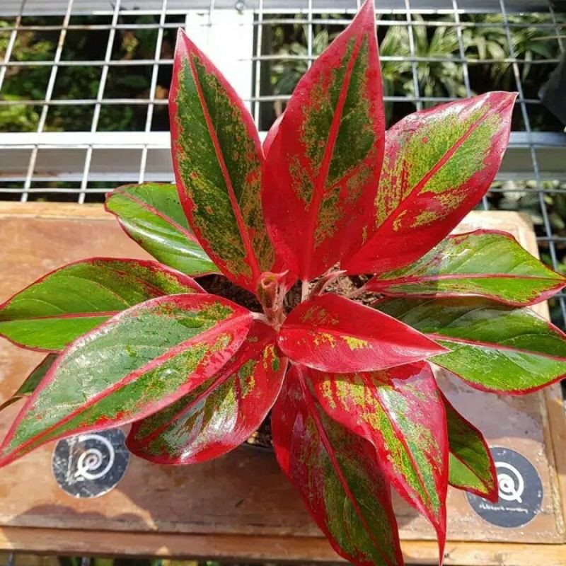 Aglonema siam aurora - Tanaman hias Aglonema lipstik Siam aurora