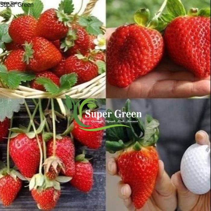 Bibit strawberry jumbo