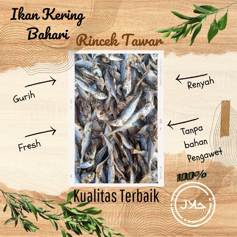 

[TERBARU] IKAN RINCEK TAWAR IKAN LAYANG KECIL TAWAR MURAH BERKUALITAS