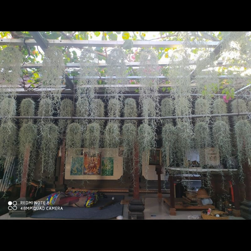 spanish moss/jenggot musa