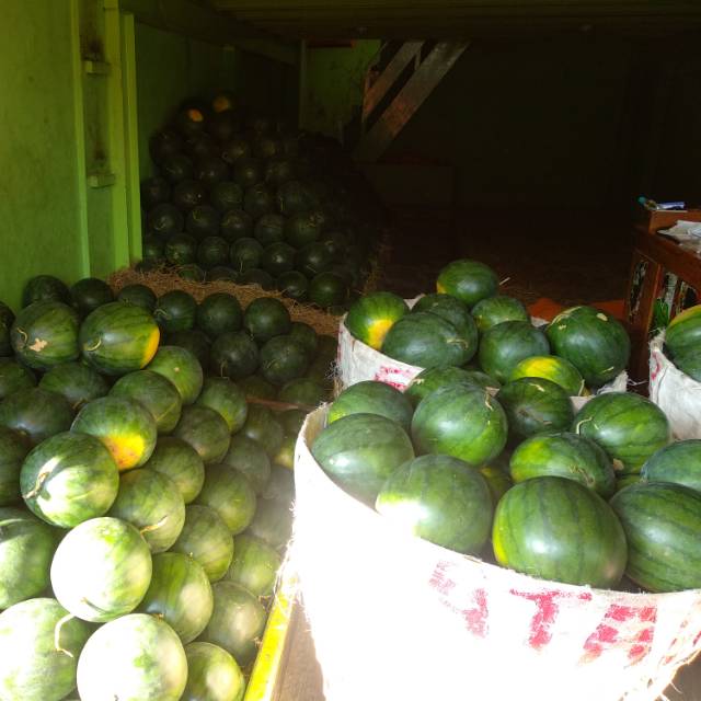 

SEMANGKA TANPA BIJI FREES | Ukuran 3-4kg