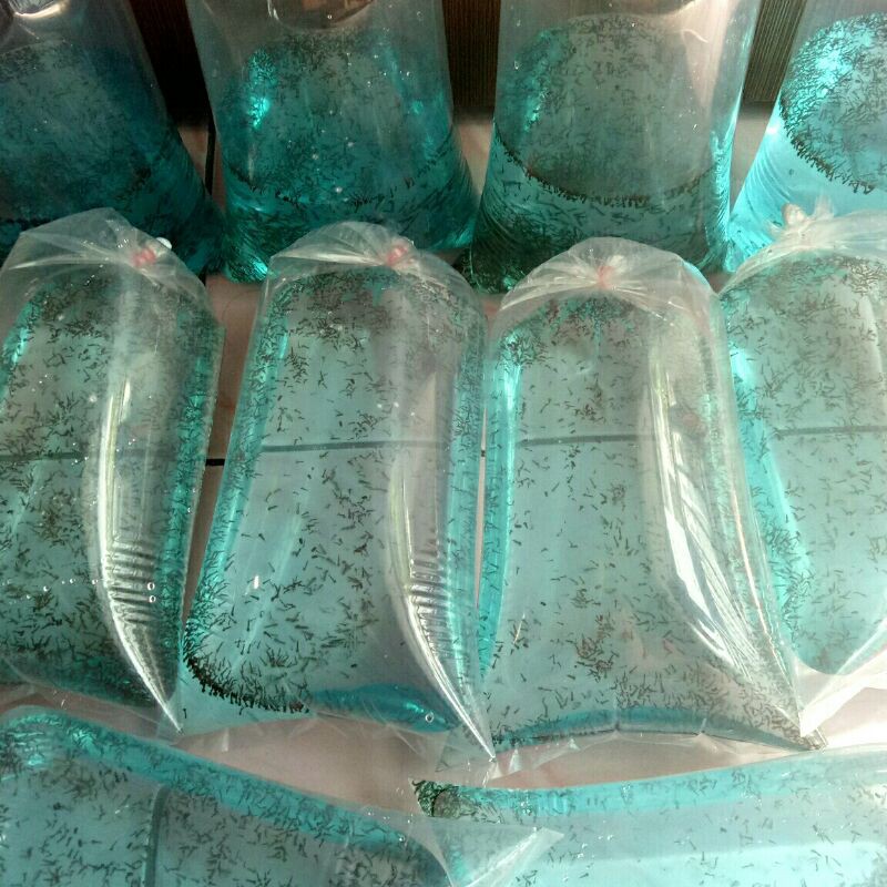 encu / jentik nyamuk