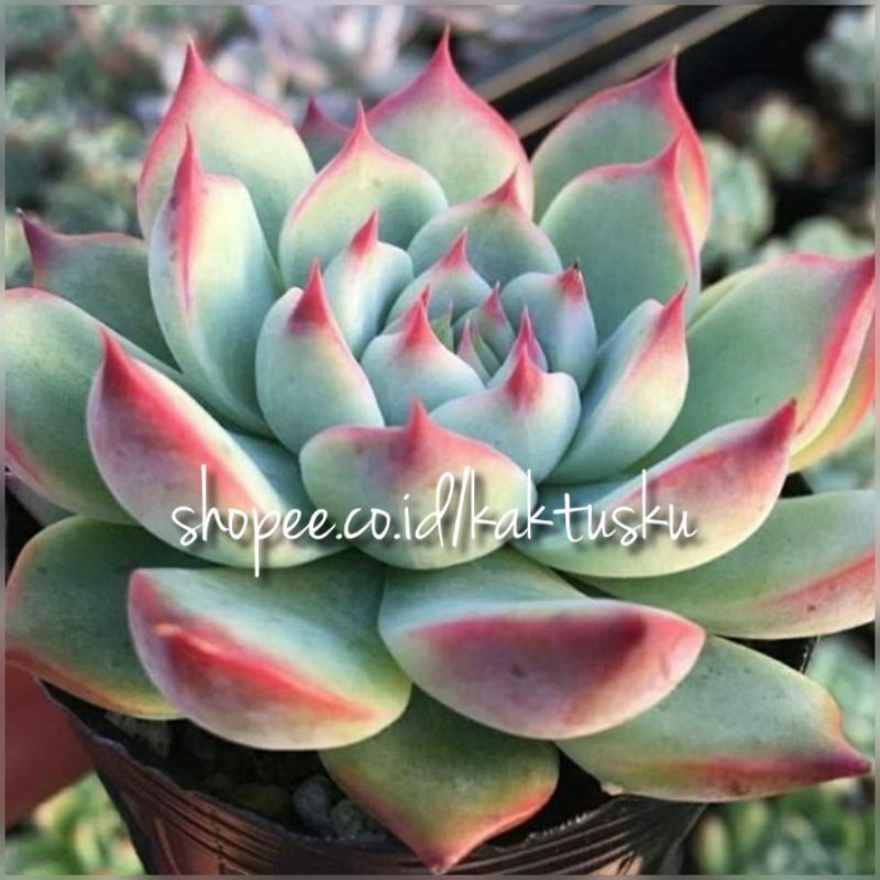 KAKTUS SUKULEN_ECHEVERIA CHIHUAHUAENSIS IMPORT KOREA