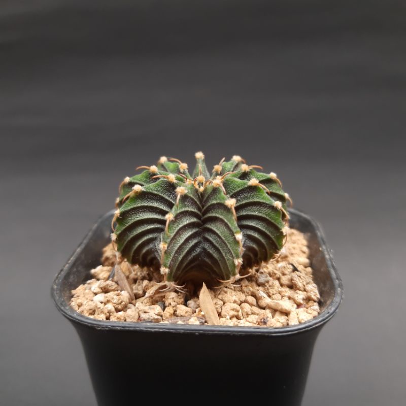 Terbaru kaktus lb 2178 original 9 ribs seedling