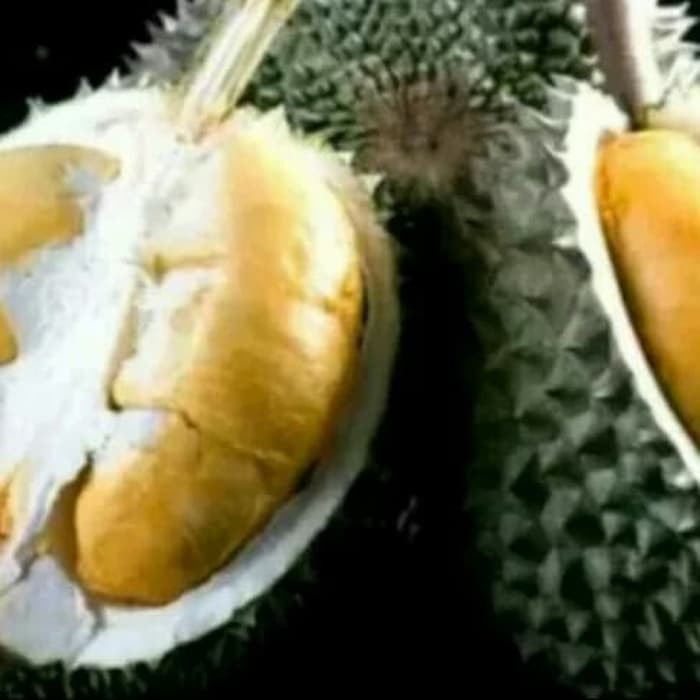 Asli Bibit Pohon Durian Duri Hitam Ochee Kaki 5 Shopee Indonesia