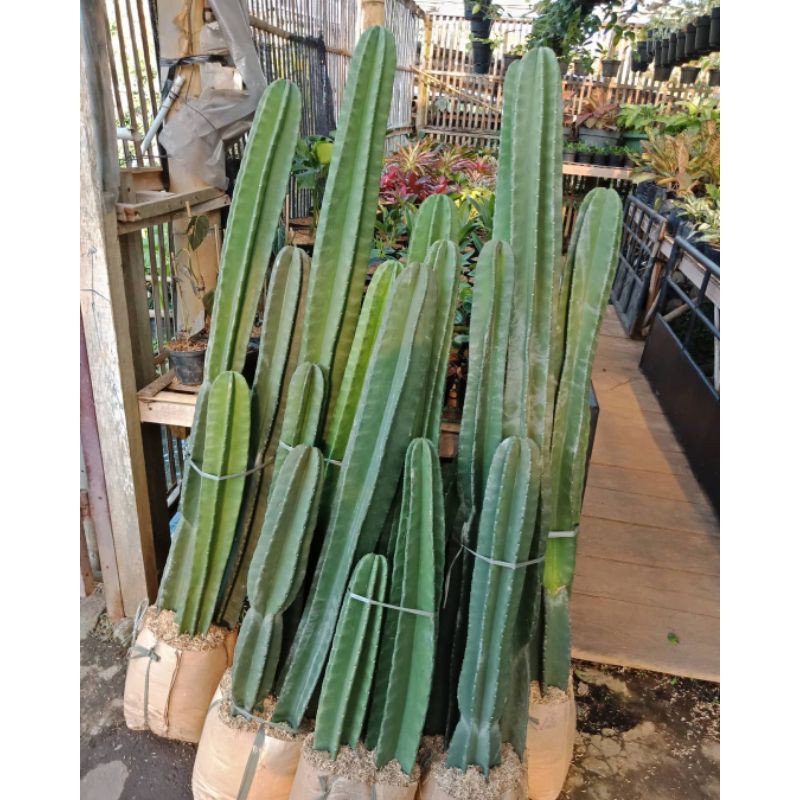 paket 3 kaktus koboi 1 meter