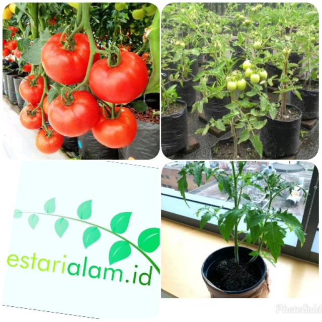 Bibit tanaman pohon tomat sayur bibit topat apel bibit tomat