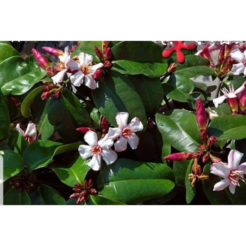 

Strophantus gratus