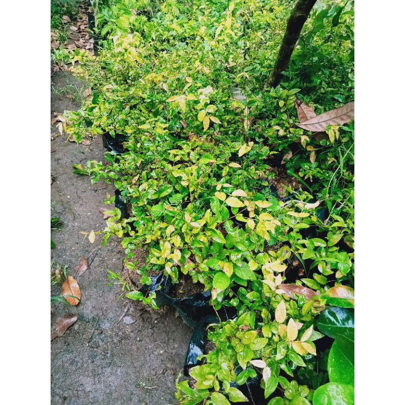 bibit anggur brazil (preco)