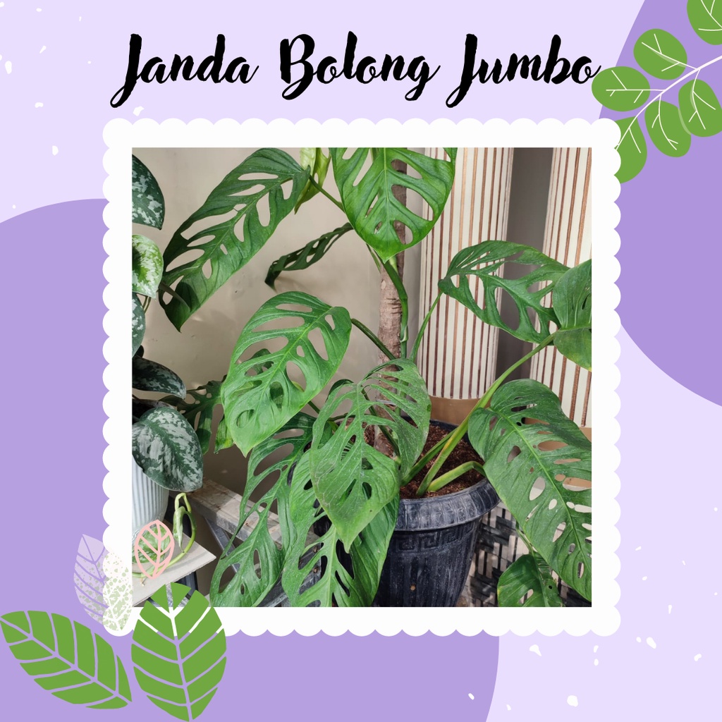 Tanaman Hias Besar Tanaman Janda Bolong Juymbo Janda Bolong Giant Daun Besar Monstera janda Bolong