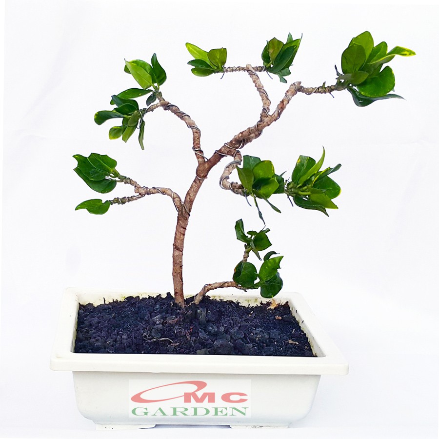 Tanaman Hias Pohon Bonsai Mame Puring Croton Emping Jengkol Coin Mawar B-PR-EMPING-001