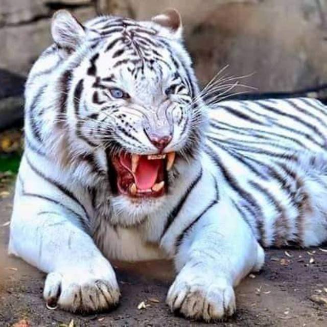 sugengashterayhsatria