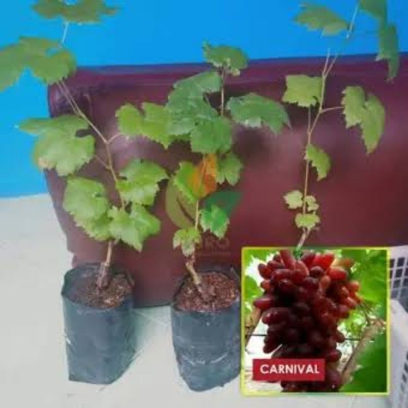 BIBIT ANGGUR IMPORT CARNIVAL (CRV), Bonus anggur lokal/cutting RS/entres (pilih salah satu)