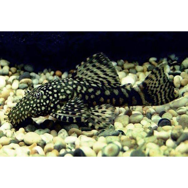 Brushmouth Pleco L144 / Ikan Pembersih Algae Aquascape / Ikan Hiasan