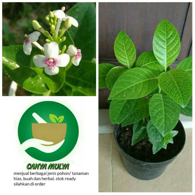 Bibit pohon tanaman bunga melati jepang / tanaman hias bunga melati / pohon melati