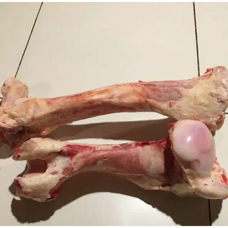 

Tulang paha sumsum sapi