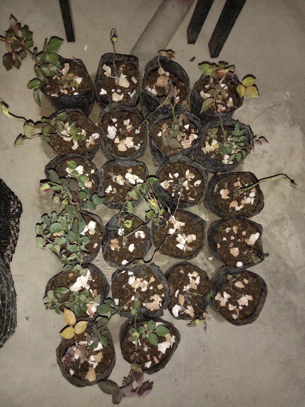 Tanaman Hias Bunga Mawar 20 Pcs - Bunga Mawar - Bibit Tanaman Bunga Mawar Berbunga