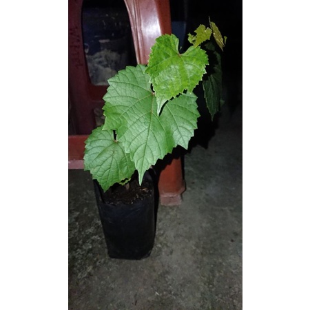 bibit anggur kober 5bb