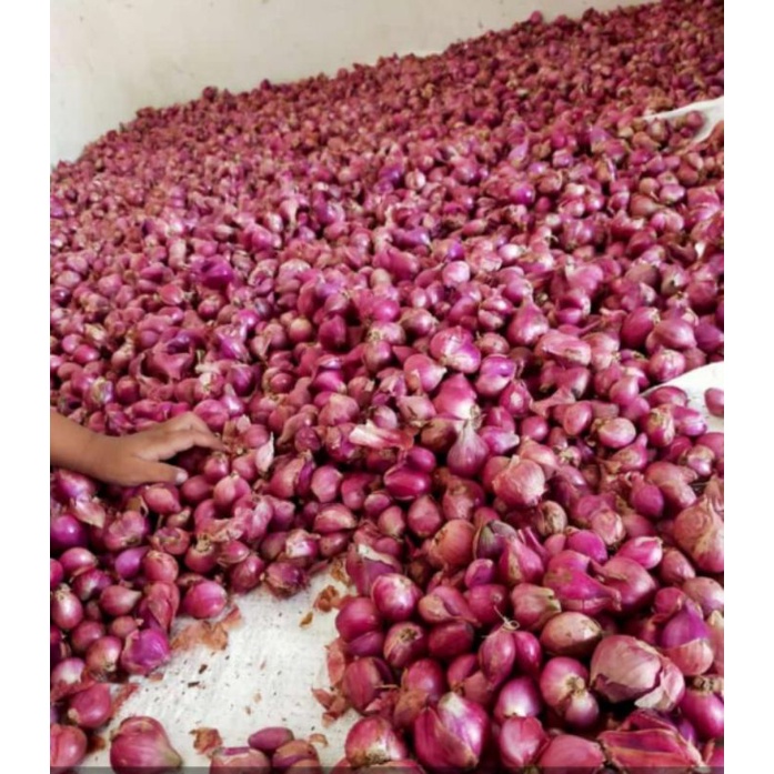 

Bawang Merah Probolinggo